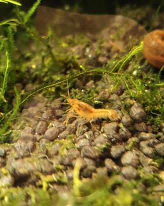 Cambarellus Patzcuarensis Orange