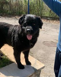 Terranova mix in adozione