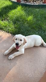 Cucciolo 2 mesi incrocio