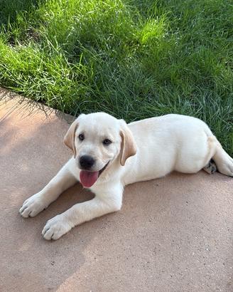 Cucciolo 2 mesi incrocio