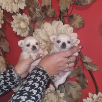 Cuccioli di chihuahua toy