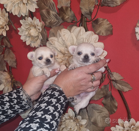 Cucciola di chihuahua microscopica femminuccia