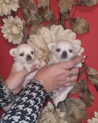 Cucciola di chihuahua microscopica femminuccia