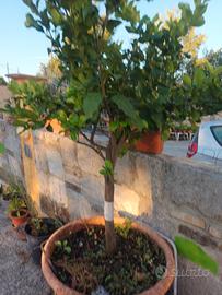 n.2 piante di LIMONI DI 8 ANNI  con vasi e carrell