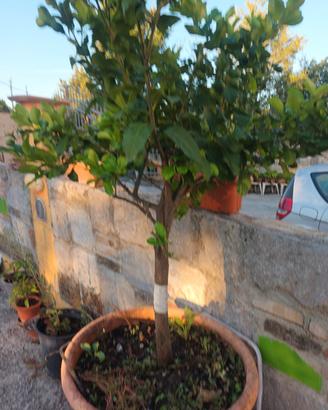 n.2 piante di LIMONI DI 8 ANNI  con vasi e carrell