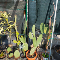 Cactus,agave,aloe,melograni,fichi,oleandri