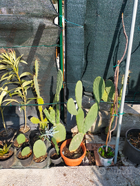 Cactus,agave,aloe,melograni,fichi,oleandri