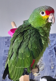 Amazzone fronte rossa