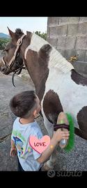 ripropongono pony
