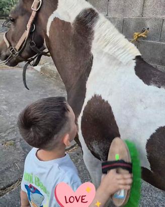 ripropongono pony