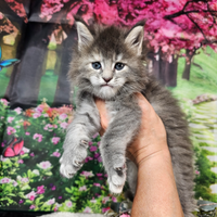 Maine Coon Femmina Blu Crema Silver TICKED , TOP