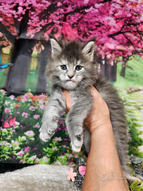 Maine Coon Femmina Blu Crema Silver TICKED , TOP