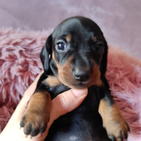 Cuccioli bassotto nano kaninchen pedigree