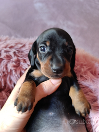 Cuccioli bassotto nano kaninchen pedigree