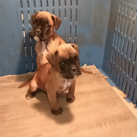 Cuccioli di boxer