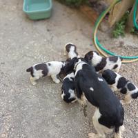 Springer da caccia e tartufi