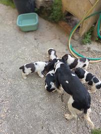 Springer da caccia e tartufi