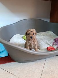 Cuccioli di barboncino