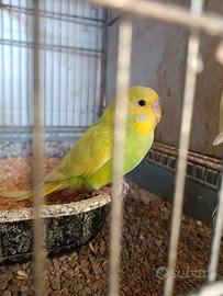 Cocorite