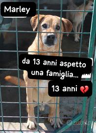 MARLEY 13 ANNI taglia media