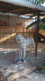 Tegalo due cani corso e maremmano