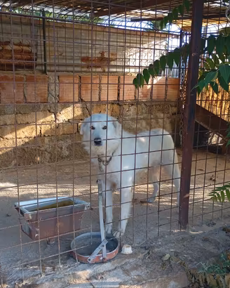 Tegalo due cani corso e maremmano