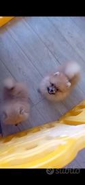 Cuccioli spitz di Pomerania