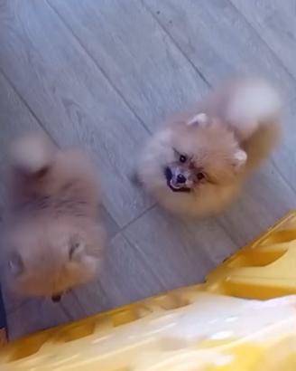 Cuccioli spitz di Pomerania