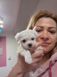 Cuccioli: femmina toy e maschio taglia piccola