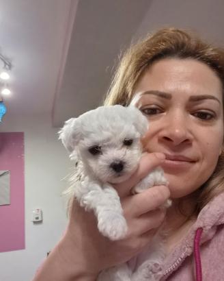 Cuccioli: femmina toy e maschio taglia piccola