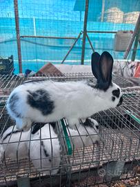 Conigli papillon e cocincina