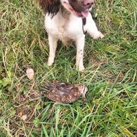 Springer spaniel
