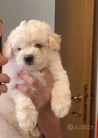 Maltipoo Bergamo