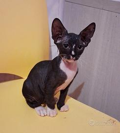 Gattina mix bambino sphynx/don sphynx