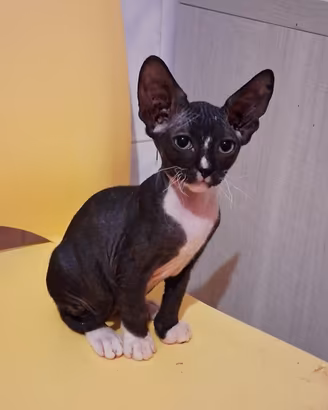 Gattina mix bambino sphynx/don sphynx