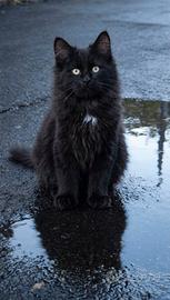 Gattino siberiano nero ipoallergenico