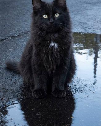 Gattino siberiano nero ipoallergenico