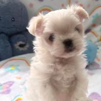 Cucciolo Maltese Maschio