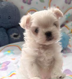 Cucciolo Maltese Maschio