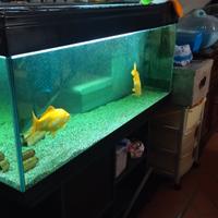 Acquario 200lt 