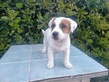 Cucciolo jack russell broken
