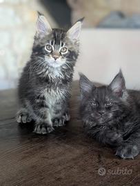 Cucciolata maine coon