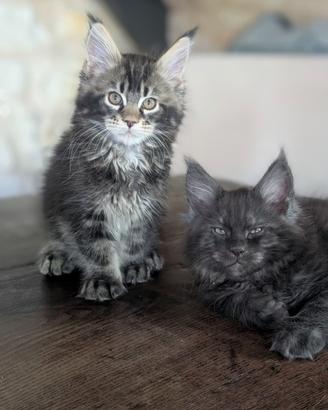 Cucciolata maine coon