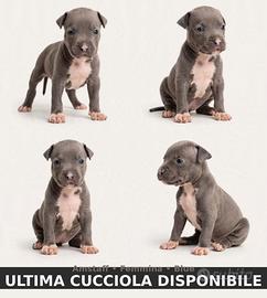 Cucciola di Amstaff disponibile
