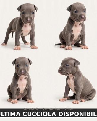 Cucciola di Amstaff disponibile