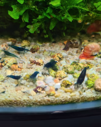 Neocardine blue dream e blue jelly