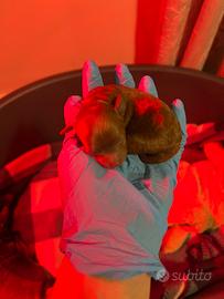 Barboncina mini toy red