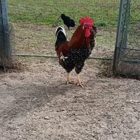 Gallo millefiori di Lonigo