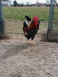 Gallo millefiori di Lonigo