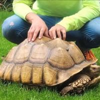 Sulcata